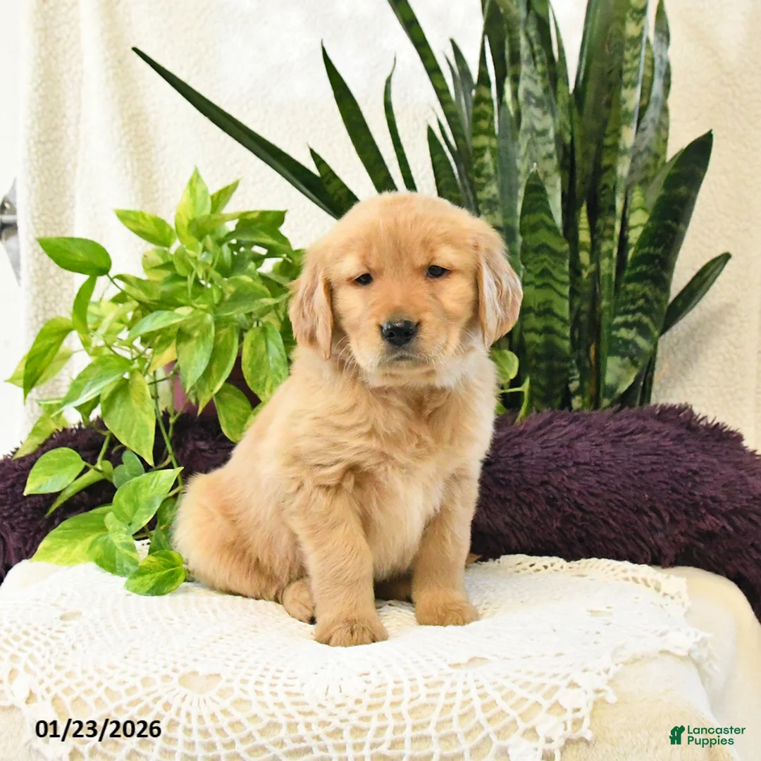 Golden Retriever dogs for sale: Sianna - Ad 2