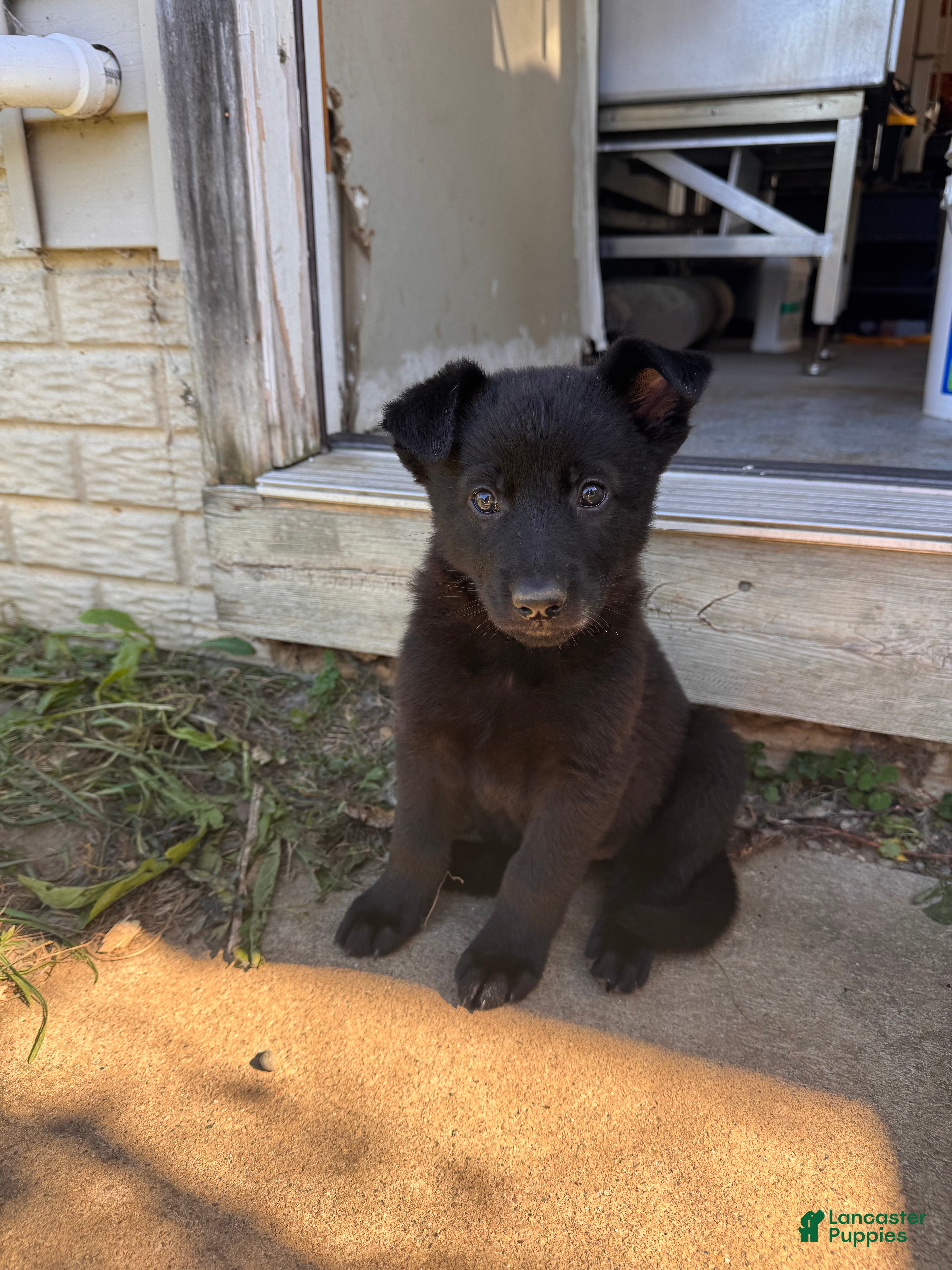 German Shepherd dogs All black female  - Ad 36