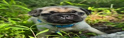 Pug dogs for sale: Jack - Ad 1