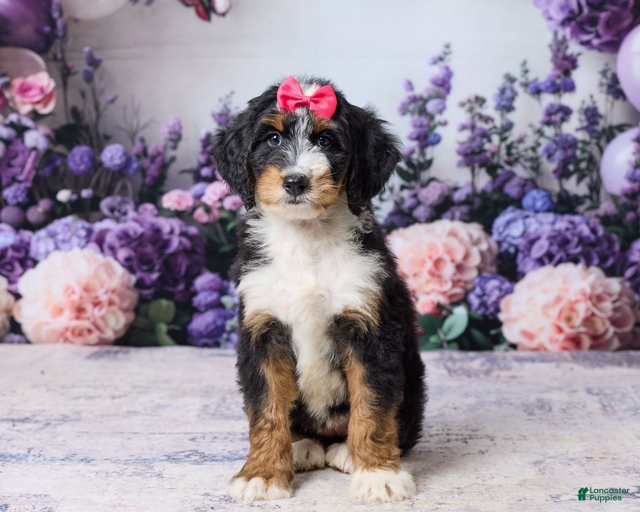 Bernedoodle dogs Lindy - Ad 2