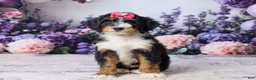 Bernedoodle dogs for sale: Lindy - Ad 2