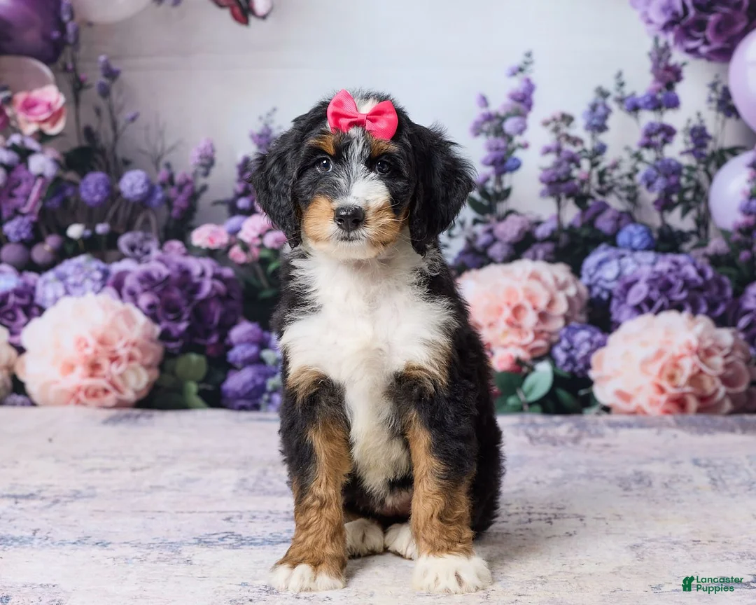 Bernedoodle dogs for sale: Lindy - Ad 2