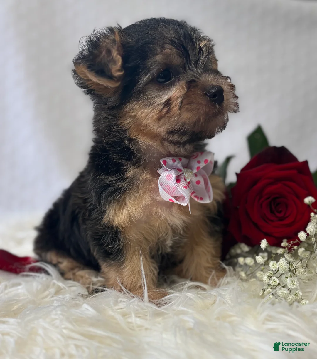Morkie dogs for sale: Alexis - Ad 10