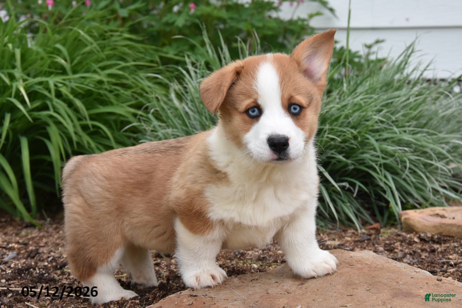 Welsh Corgi Pembroke dogs Magnum - Ad 2