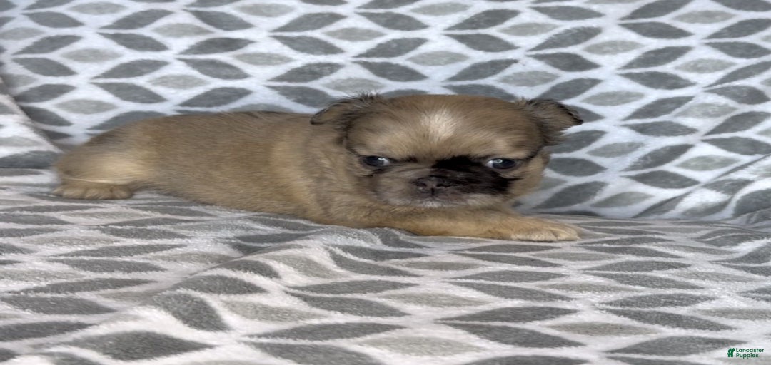 Gallery Image {{count}}