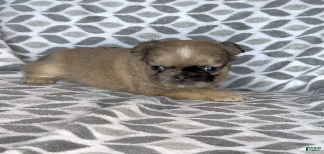 Gallery Image {{count}}