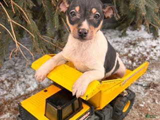 Rat Terrier dogs Max - Ad 3