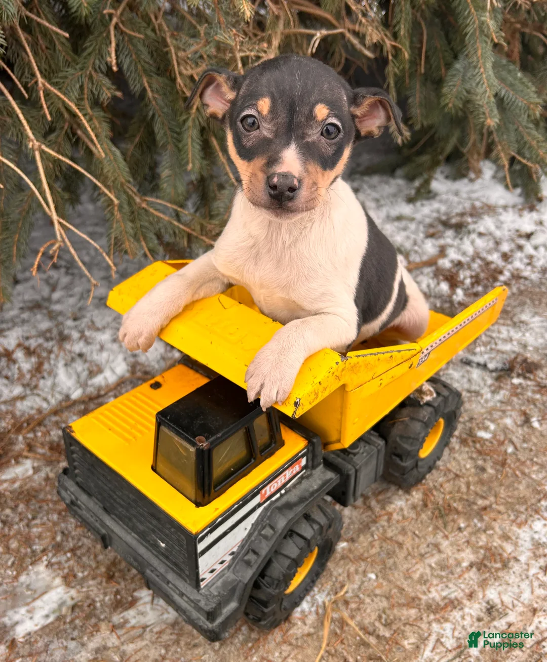 Rat Terrier dogs for sale: Max - Ad 1