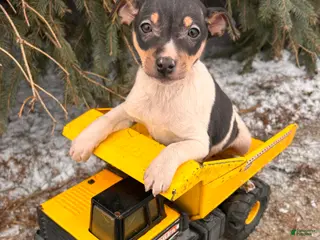 Rat Terrier dogs Max - Ad 1