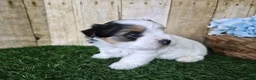 Biewer Terrier dogs for sale: Moose - Ad 4