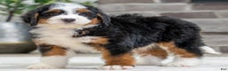 Bernese Mountain Dog dogs for sale: Stella - Ad 1