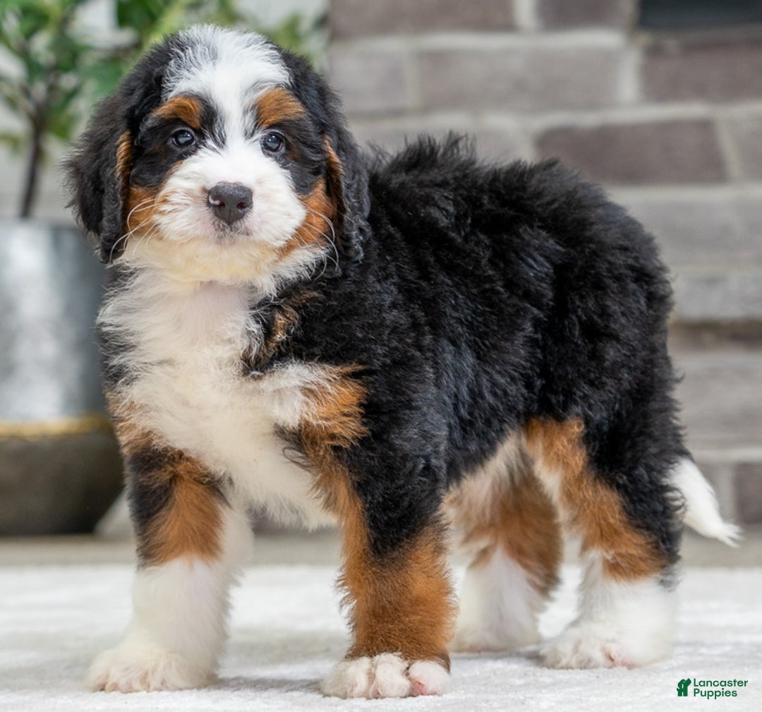 Bernese Mountain Dog dogs for sale: Stella - Ad 1