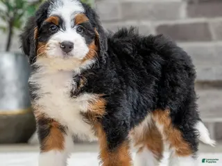 Bernese Mountain Dog dogs Stella - Ad 38