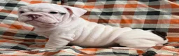 English Bulldog dogs for sale: Pillsbury girl  - Ad 3