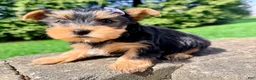 Yorkshire Terrier dogs for sale: Jade - Ad 2