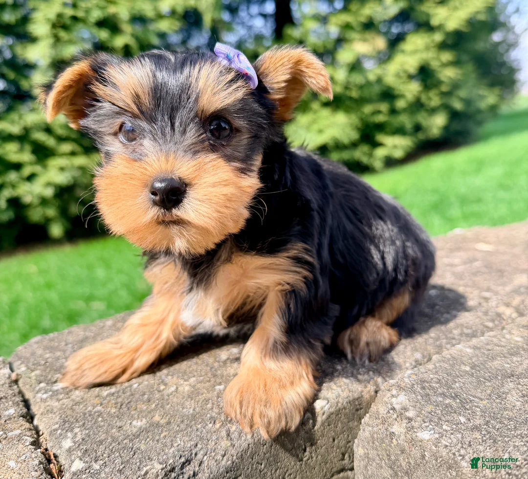 Yorkshire Terrier dogs for sale: Jade - Ad 2