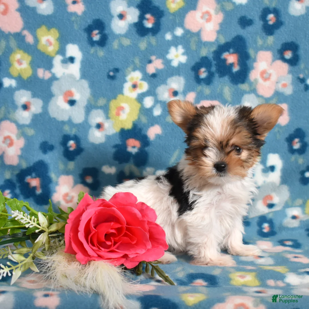 Yorkshire Terrier dogs for sale: Ginger - Ad 6