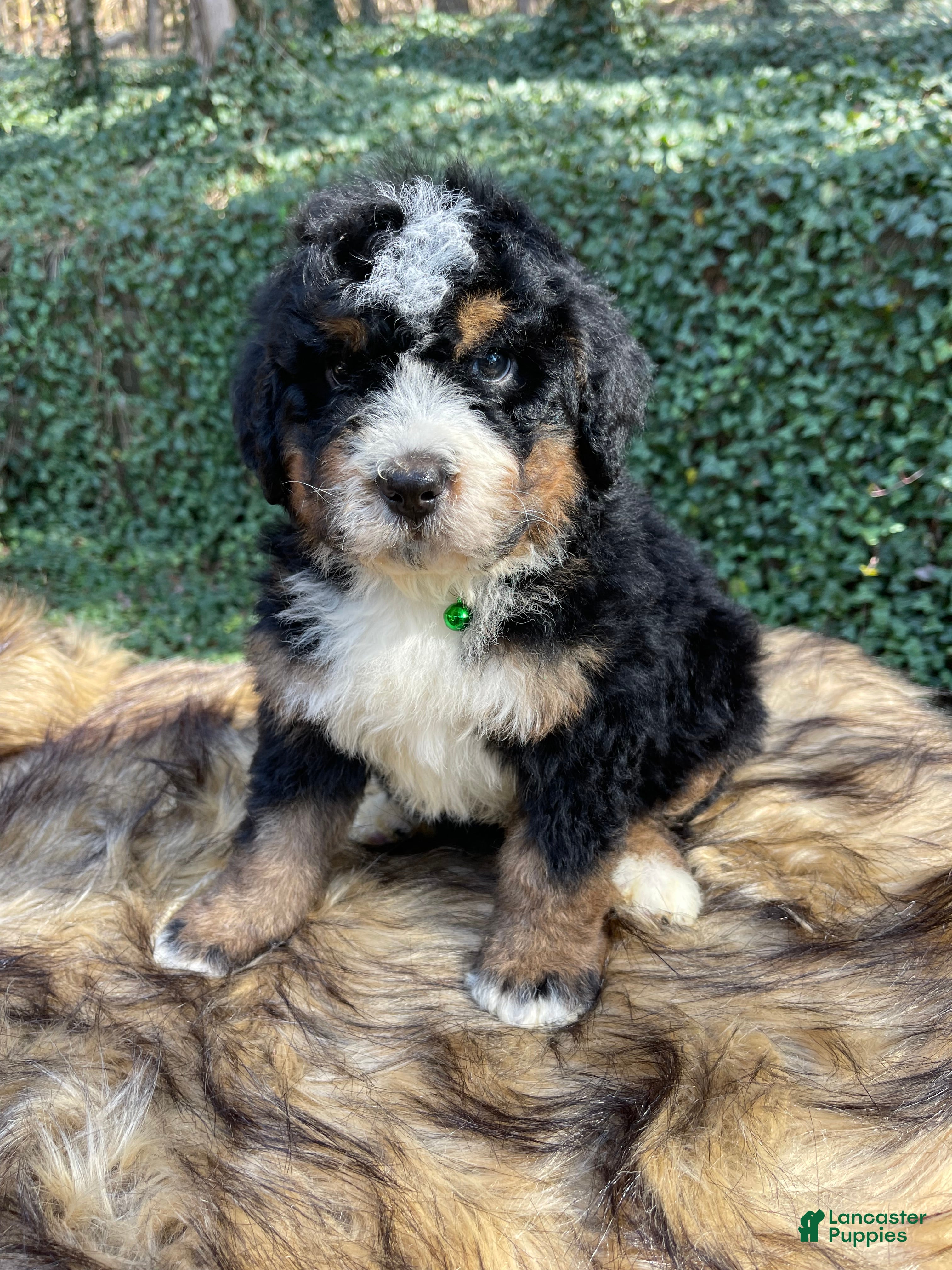 Bernedoodle dogs MARLEY-🔥GOING OUT OF TOWN SALE  - Ad 2