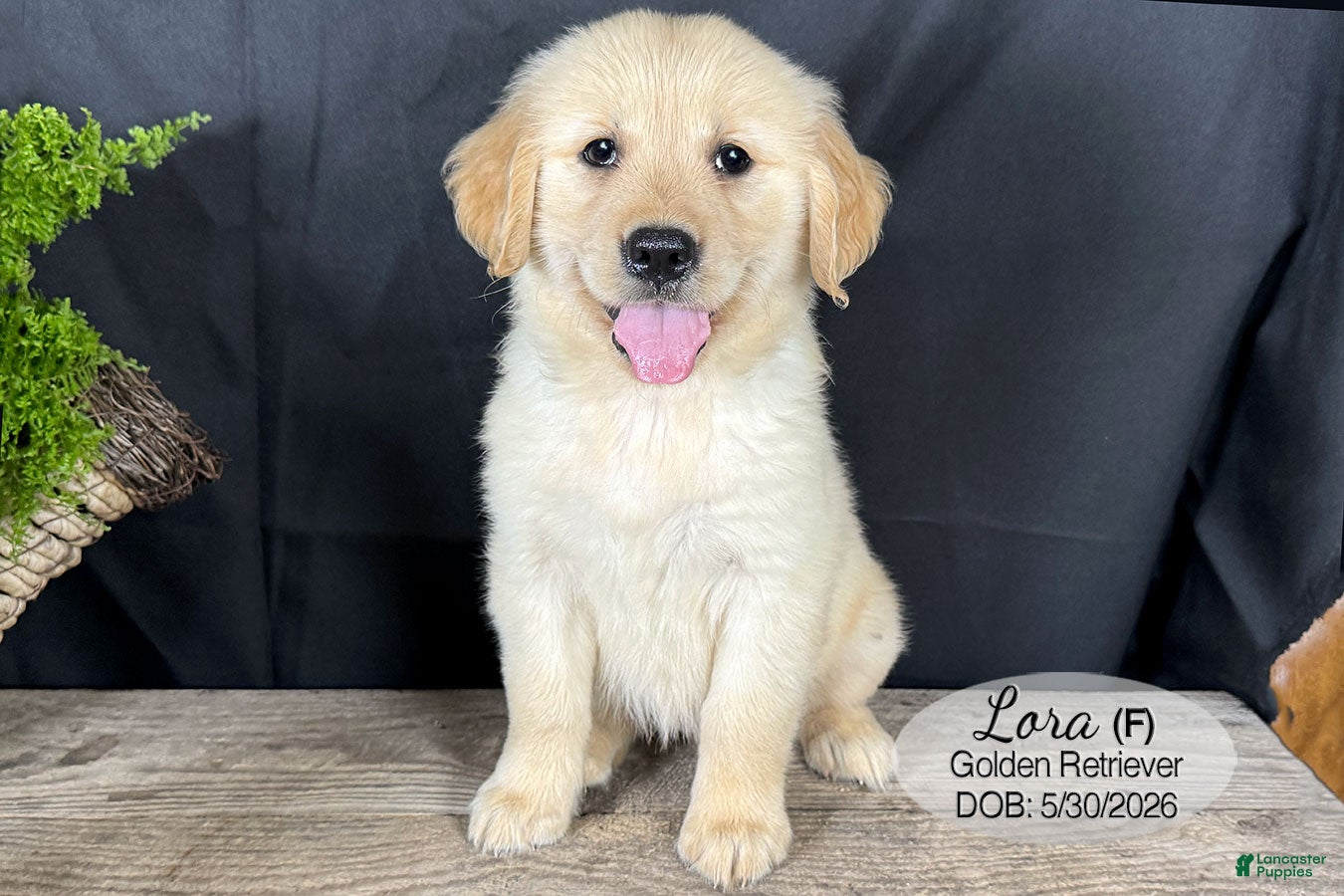 Golden Retriever dogs for sale: Lora - Ad 3