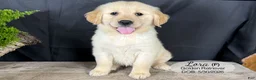 Golden Retriever dogs for sale: Lora - Ad 1