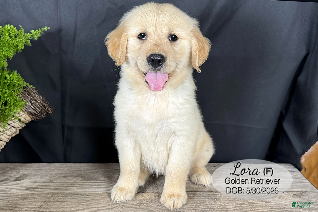 Golden Retriever dogs for sale: Lora - Ad 1