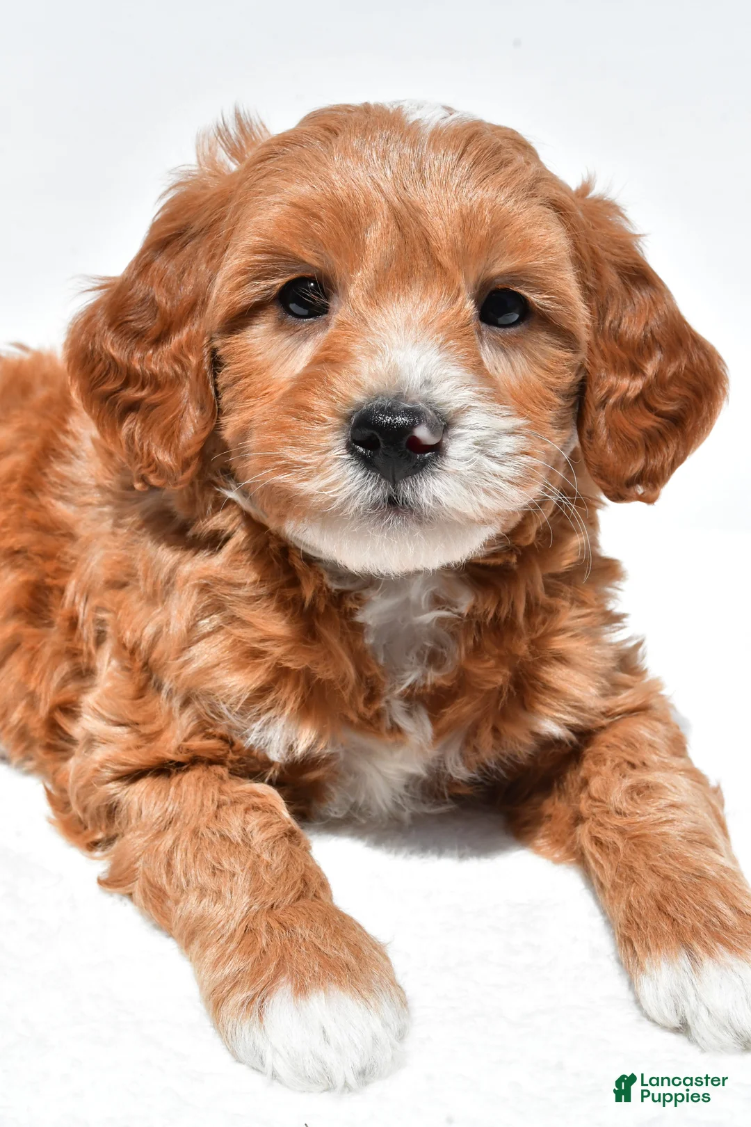 Mini Goldendoodle dogs for sale: Logan - Ad 1