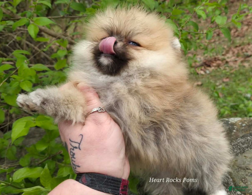 Pomeranian dogs LUCIAN - M - Ad 1