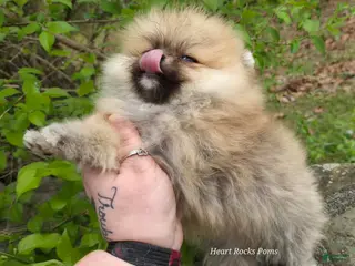 Pomeranian dogs for sale: LUCIAN - M - Ad 2