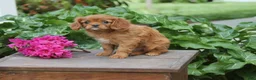 Cavalier King Charles Spaniel dogs for sale: Love Bug - Ad 2