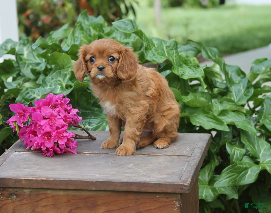 Cavalier King Charles Spaniel dogs for sale: Love Bug - Ad 2