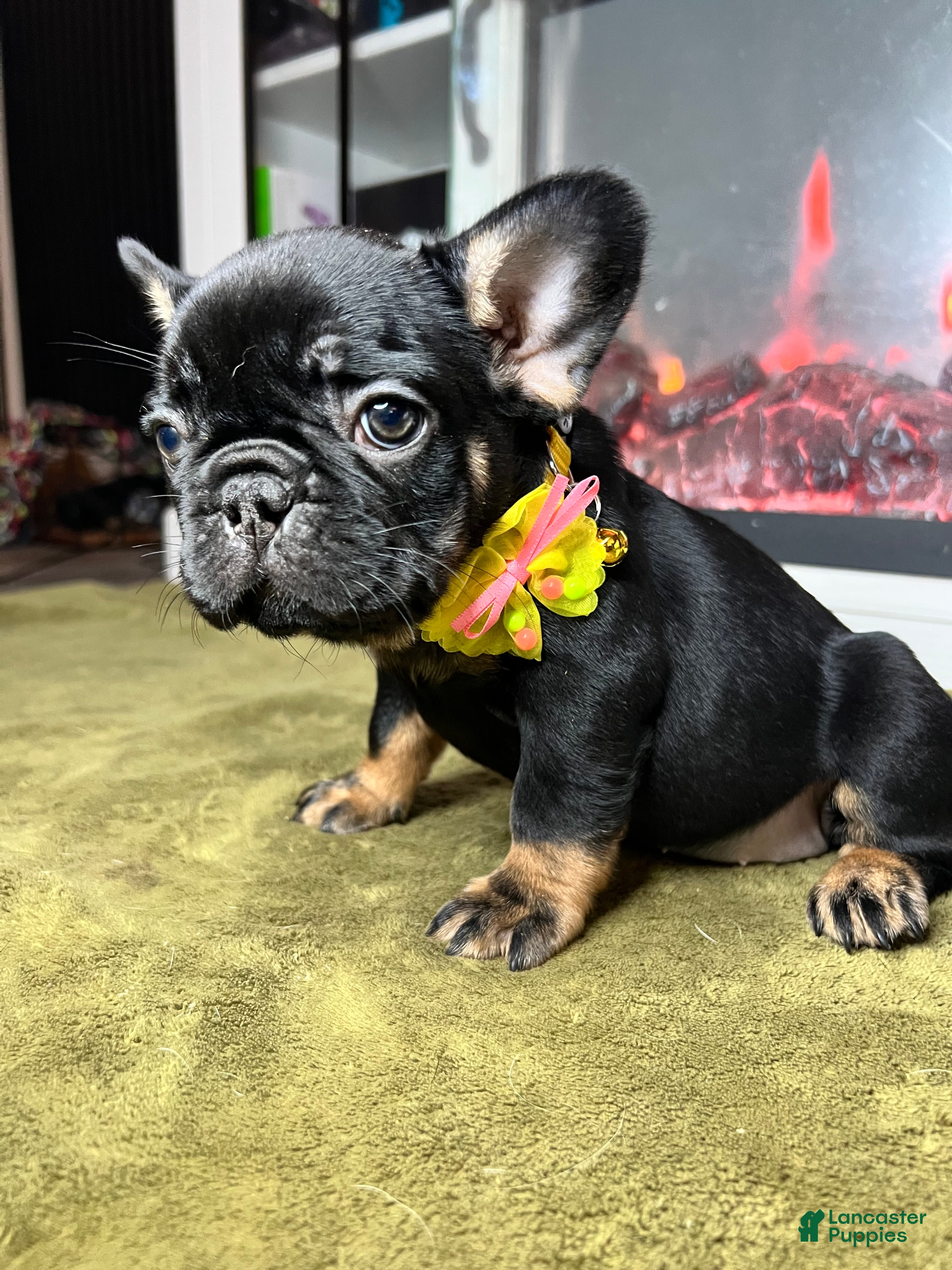 French Bulldog dogs Poppy - Ad 2