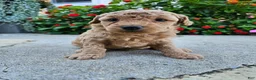 Bichpoo dogs for sale: Waffle - Ad 3