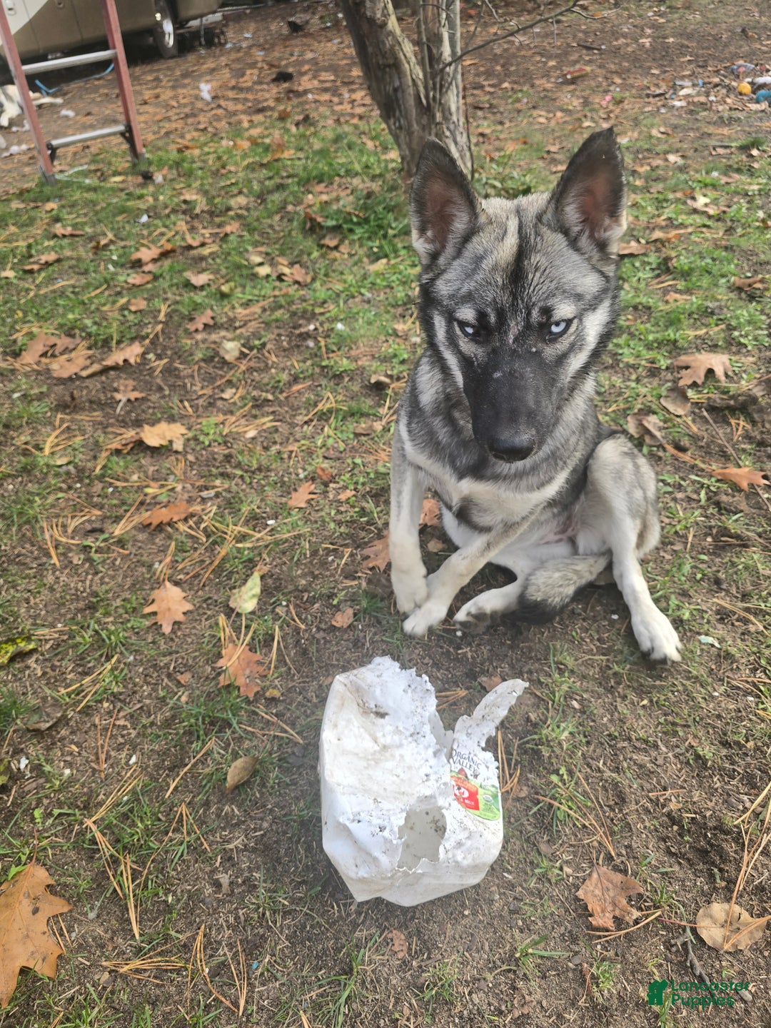 Gerberian Shepsky dogs for sale: Precious  - Ad 1