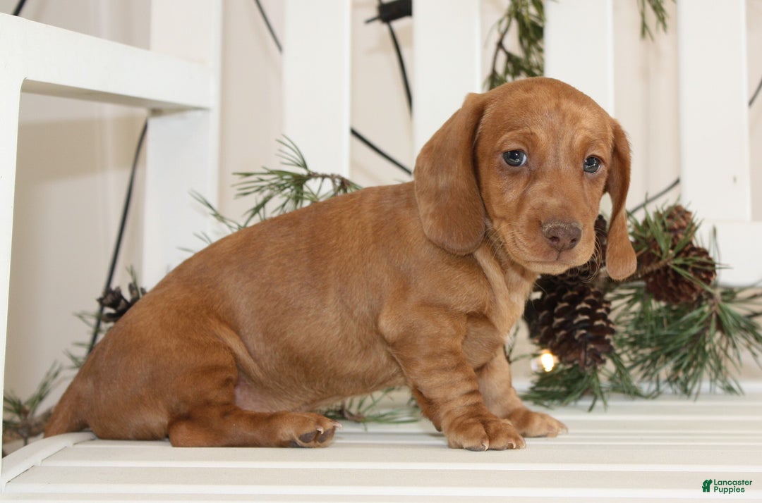 Miniature Dachshund dogs for sale: Bennett - Ad 2
