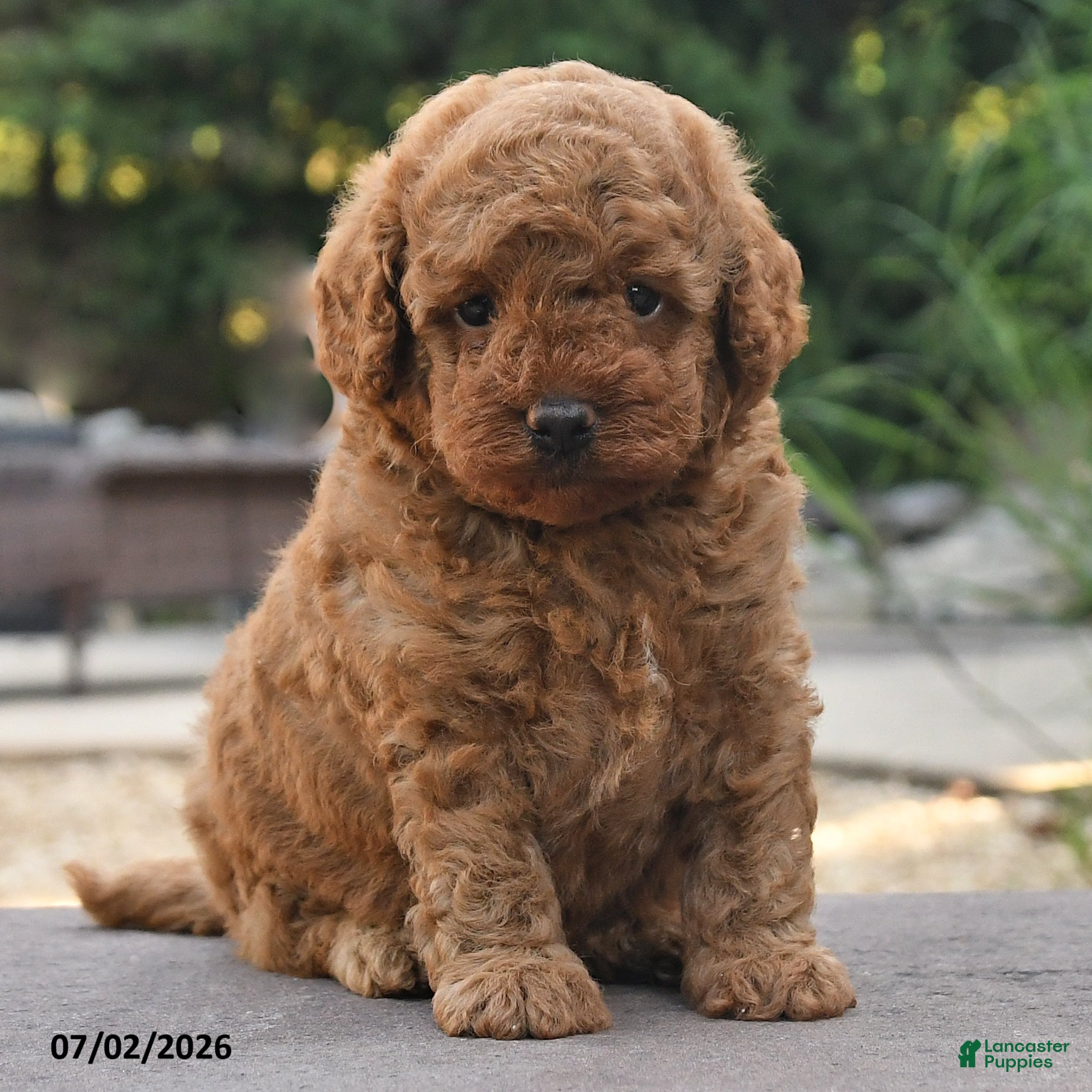 Toy Poodle dogs Gio - Ad 2