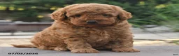 Toy Poodle dogs for sale: Gio - Ad 2