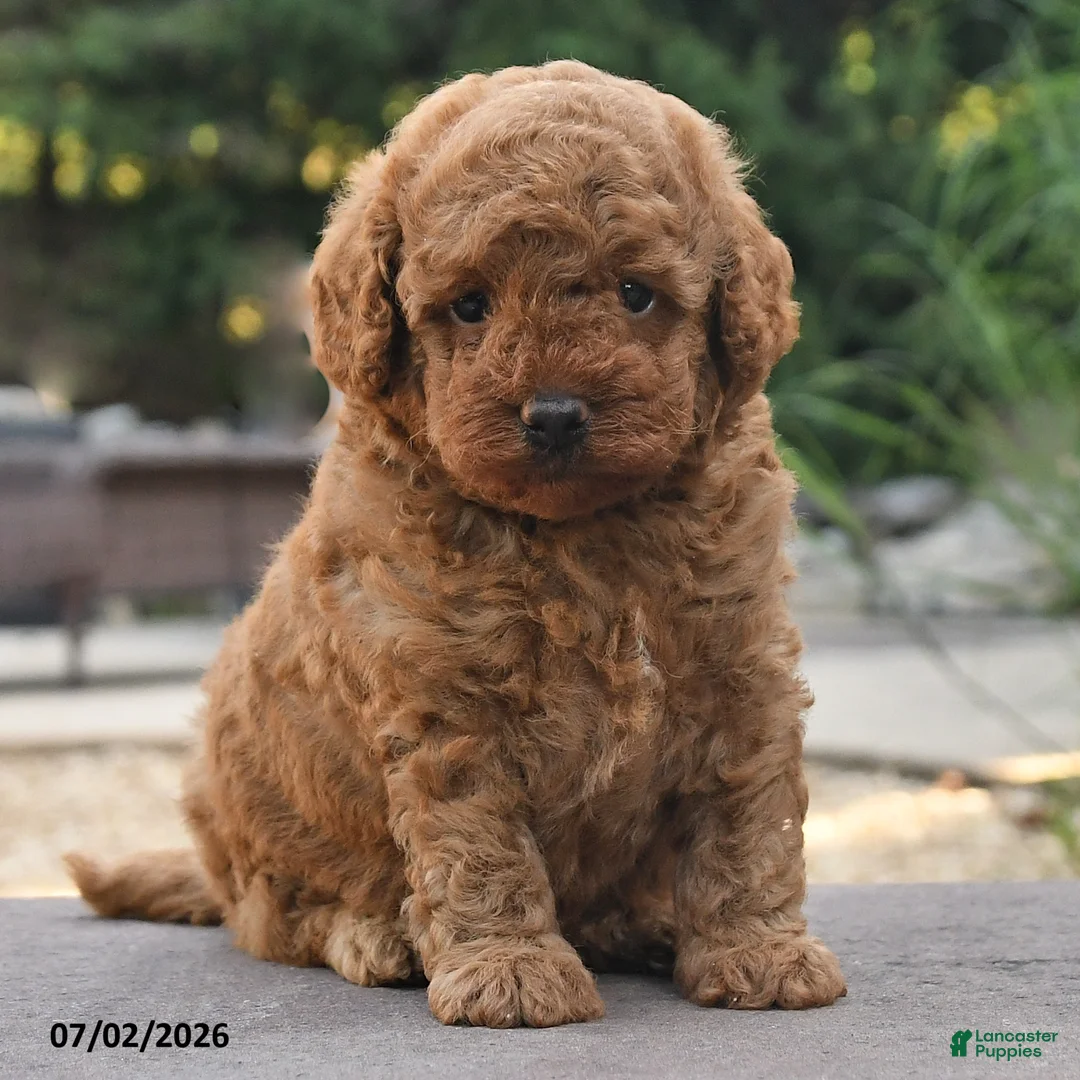 Toy Poodle dogs for sale: Gio - Ad 2