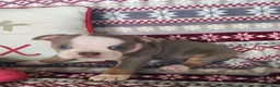 Olde English Bulldogge dogs for sale: Tiny - Ad 4