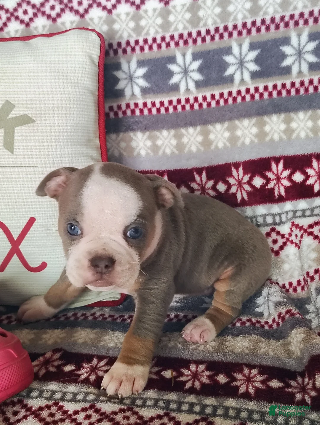 Olde English Bulldogge dogs for sale: Tiny - Ad 4