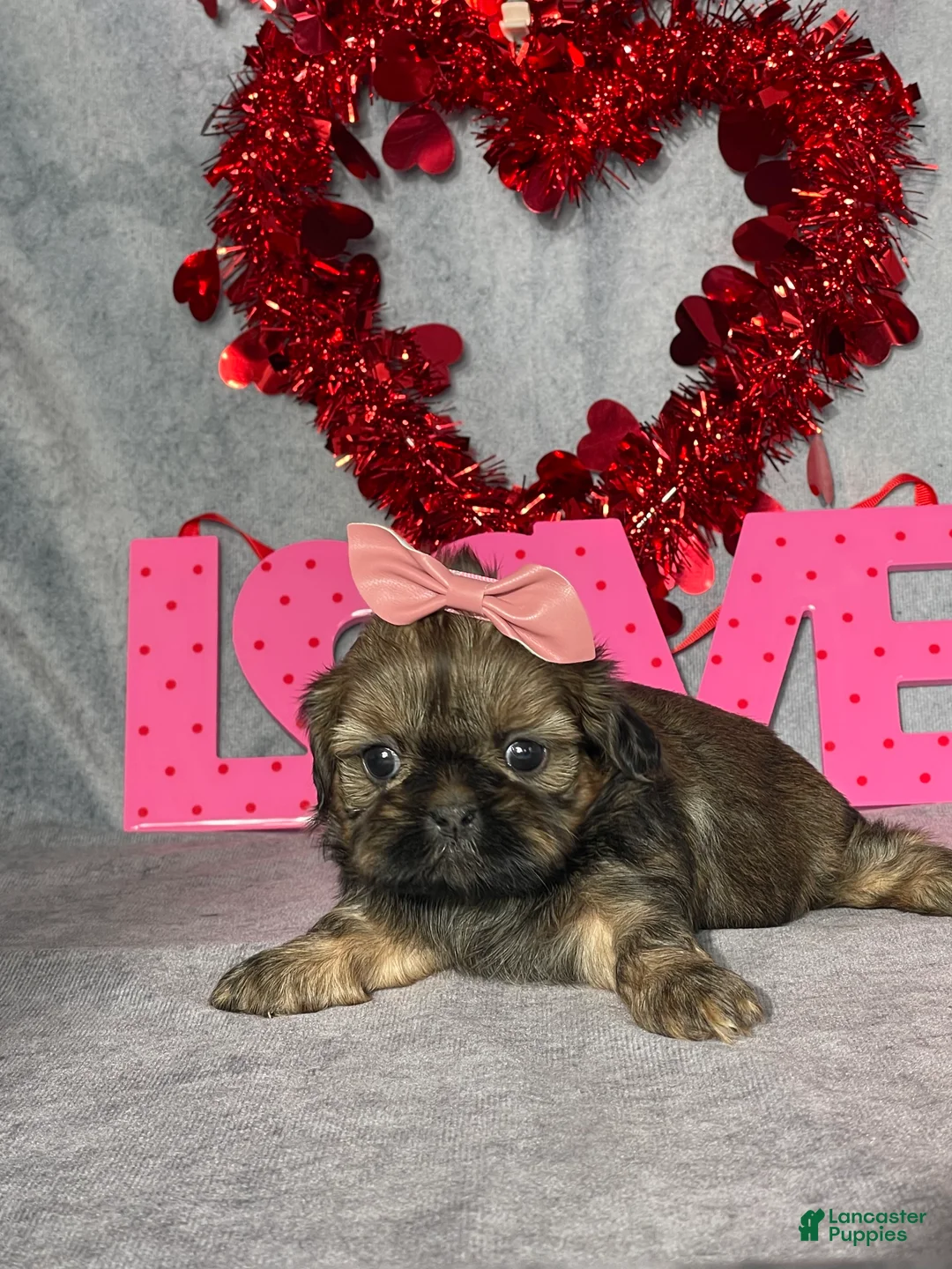 Shih Tzu dogs for sale: Taffy - Ad 2