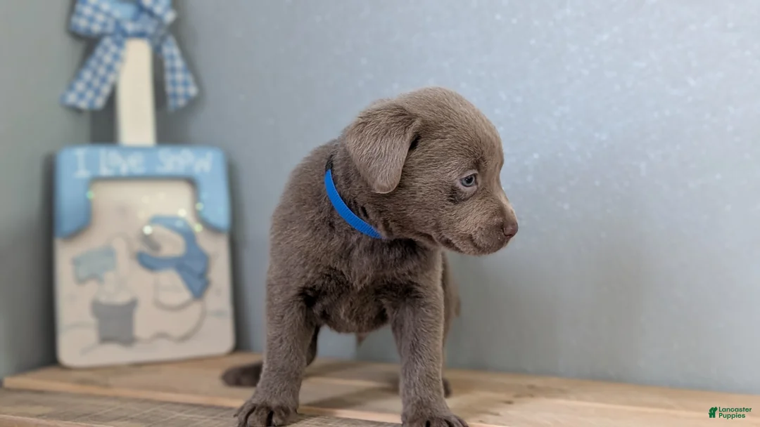 Labrador Retriever dogs for sale: Brady - Ad 7