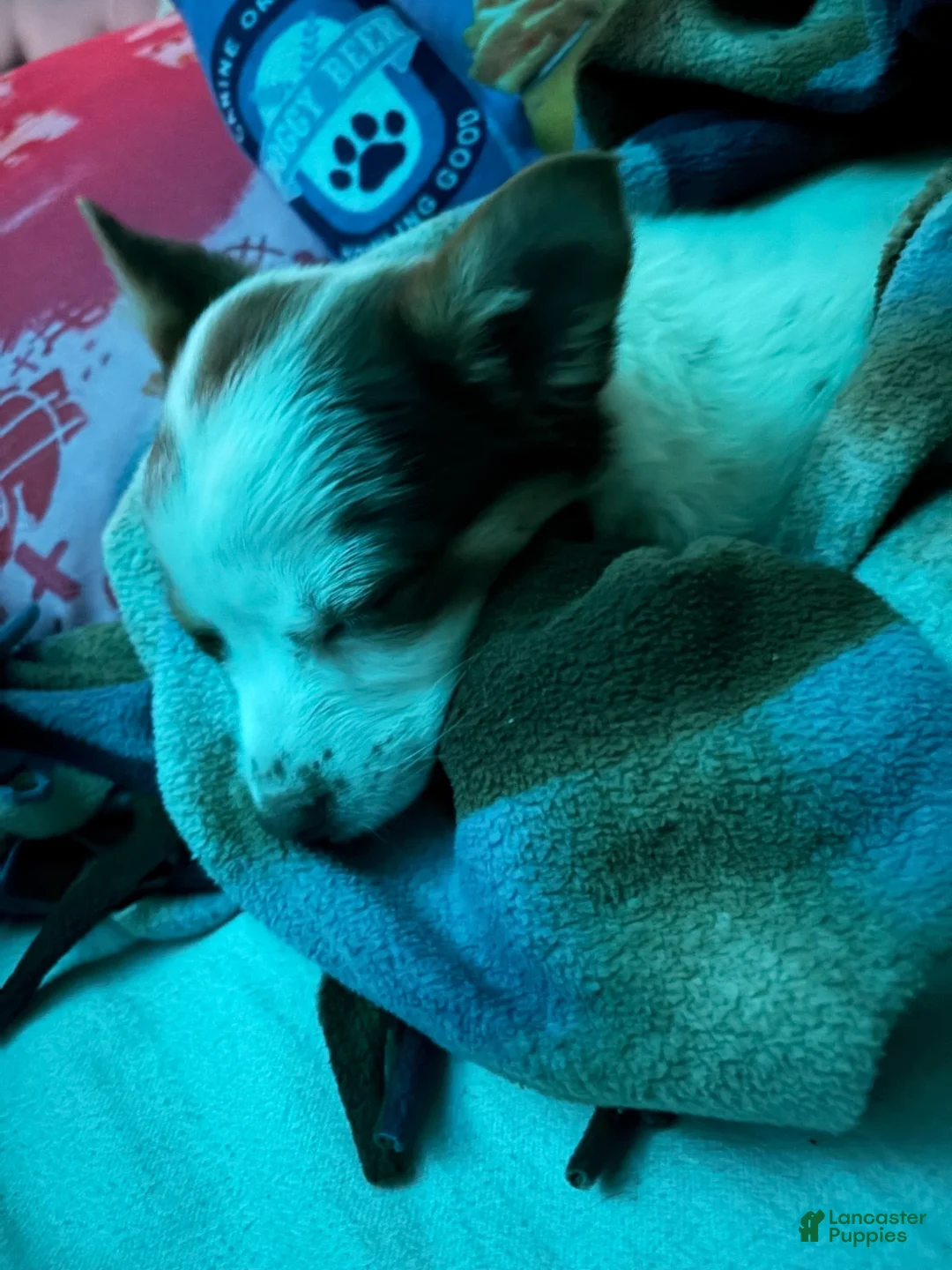 Mixed Breed dogs for sale: Zara (mixed terrier) - Ad 2