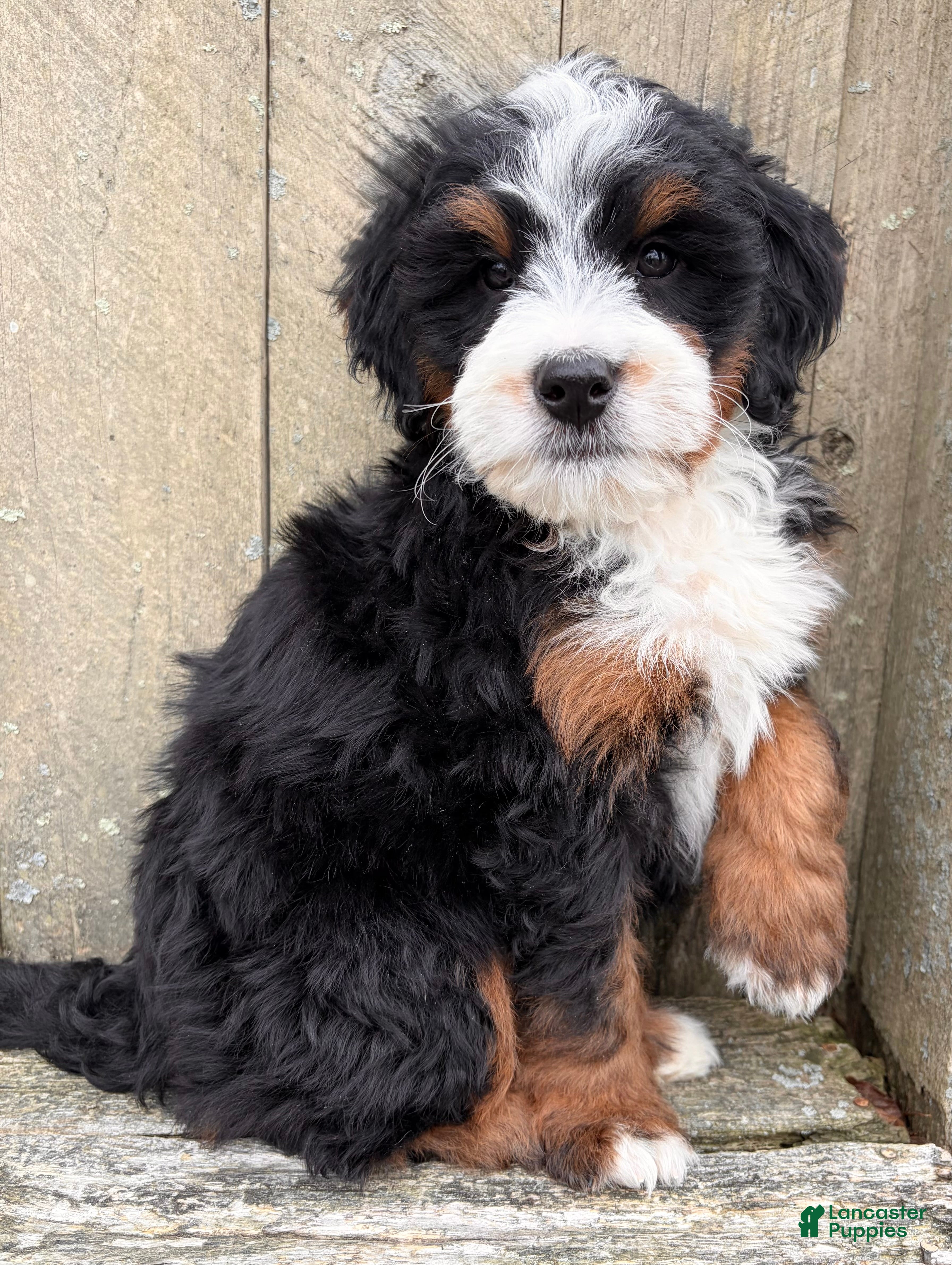 Mini Bernedoodle dogs 💚IN BOSTON MASSACHUSETTS AREA💚MINI BERNEDOODLE💚PETITE BOY💚 - Ad 2