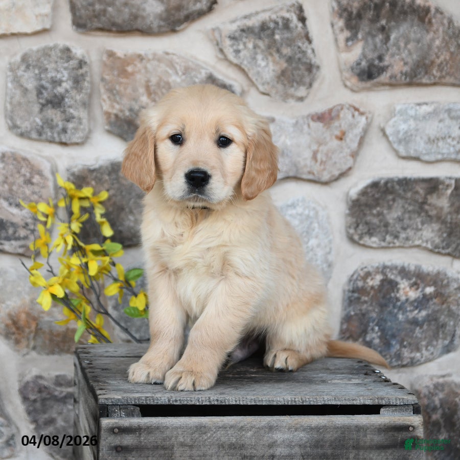 Golden Retriever dogs Dallas  - Ad 1