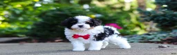 Cavapoo dogs for sale: Leo - Ad 11