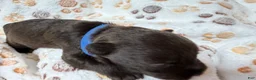 Miniature Schnauzer dogs for sale: Miniature Schnauzer 1 - Ad 2