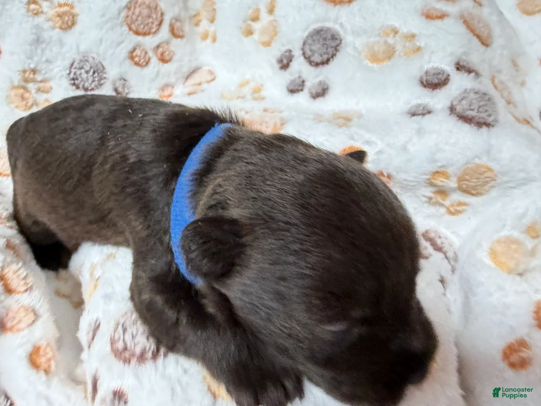 Miniature Schnauzer dogs for sale: Miniature Schnauzer 1 - Ad 2