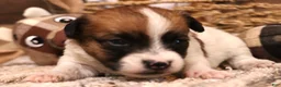 Jack Russell Terrier dogs for sale: Sailor is white w/ tri markings  - Ad 7