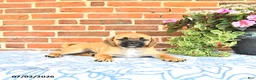 Puggle dogs for sale: Robbie - Ad 1