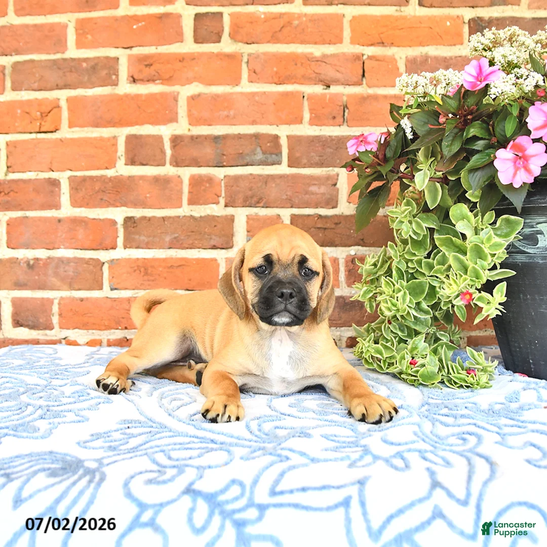 Puggle dogs for sale: Robbie - Ad 1